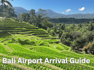 view of the rice fields in Bali