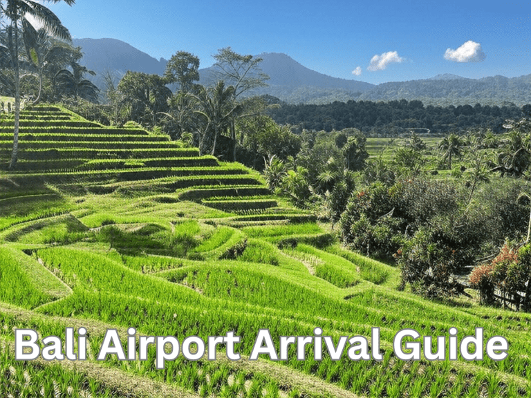 view of the rice fields in Bali