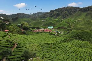 Birds Eye view of the tea plantation in Cameron Highlands
